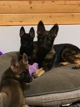  Three puppies growing up at Pawsitive Canine Academy 