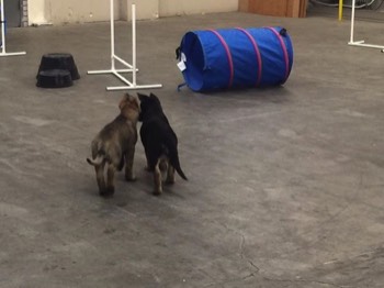  Two puppies exploring agility equipment at Pawsitive Canine Academy 
