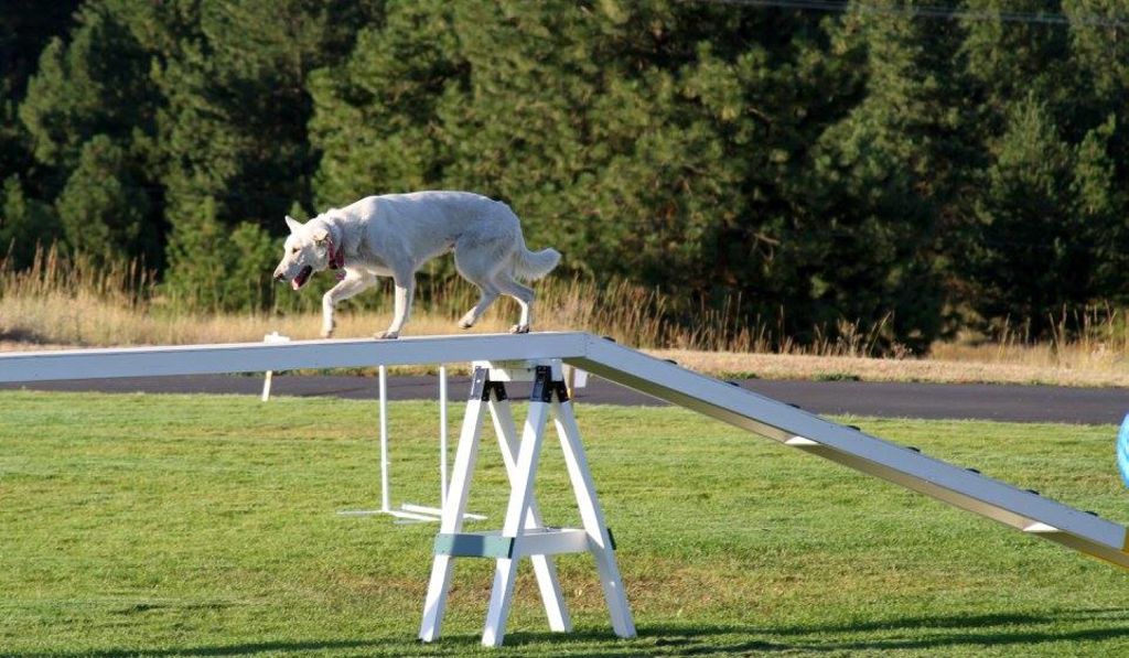  White GSD on the high walk 