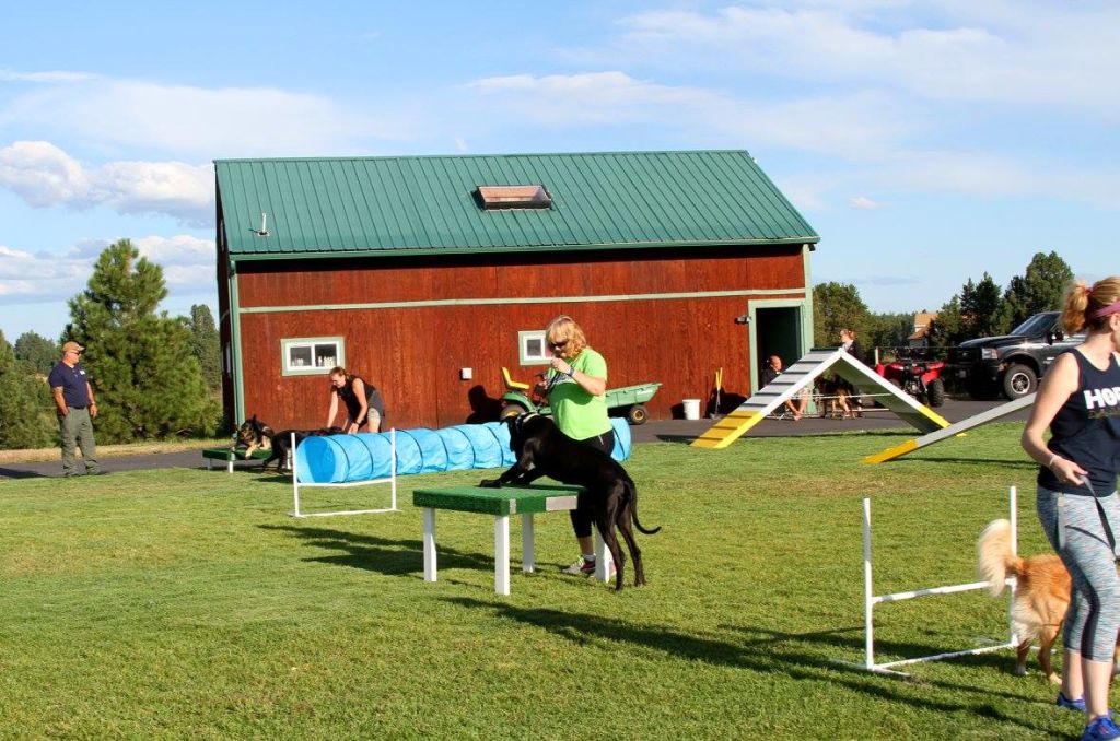  Agility class at Pawsitive Canine Academy 