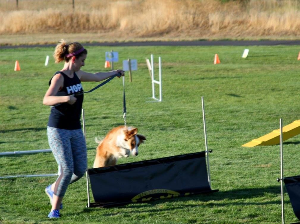  Working on jumping at agility class 