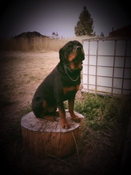  Canine client here for a board and train 