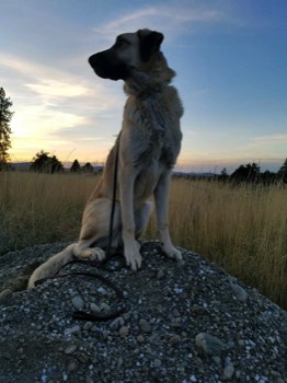  Queen of the hill 