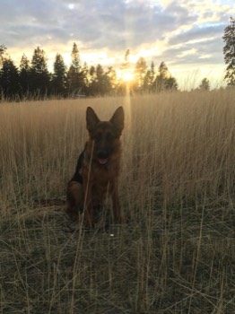  Dog sitting on a stump during training 