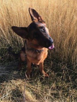  Happy dog during a board and train 