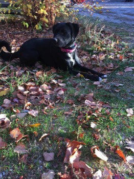  Canine client at a board and train 