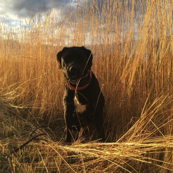  Board and train client in tall grass 