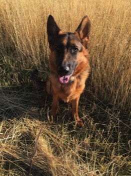  Canine board and trainer in tall grass 