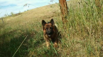  German Shepherd at a board and train 