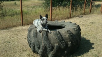  We train and play during a board and train 
