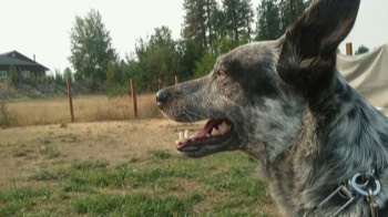  Board and train client at Pawsitive Canine Academy 