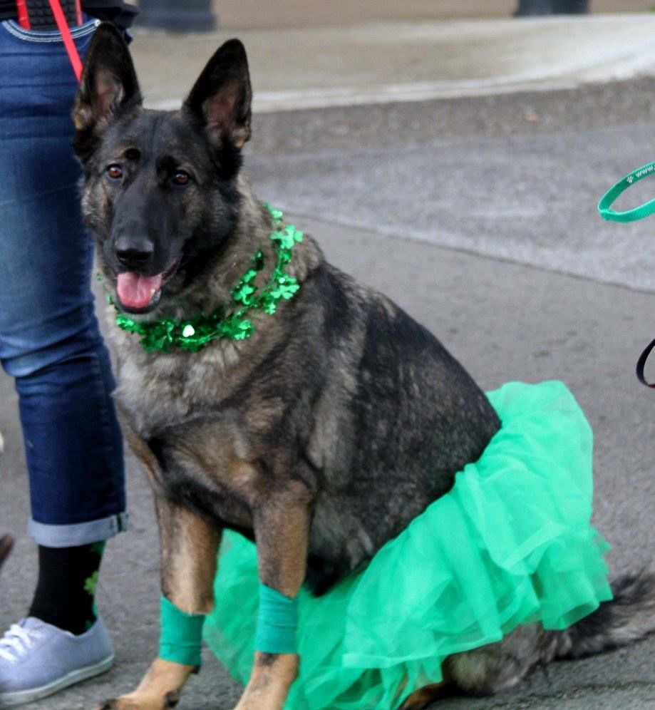  Dog dressed up the parade 