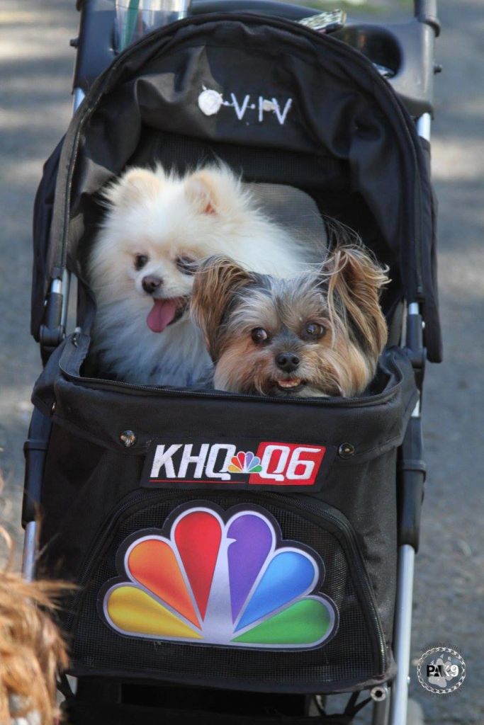  Not all dogs walk in the parade 