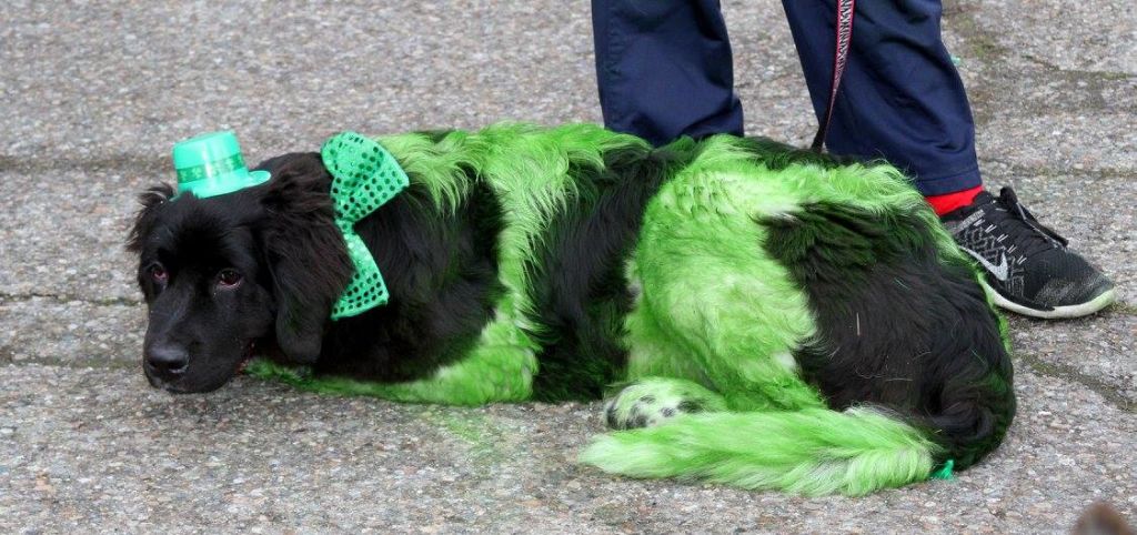  The other dogs were green with envy 