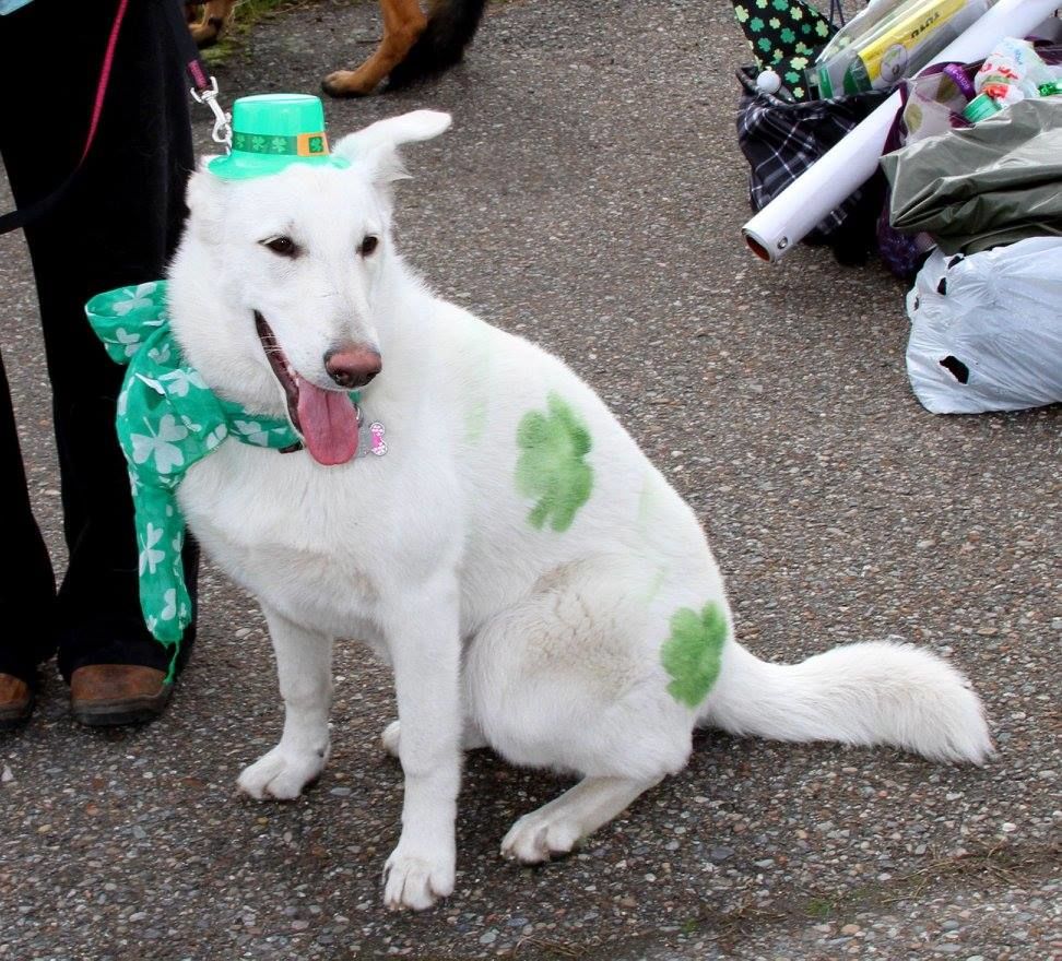  Some dogs got their hair done for the parade 