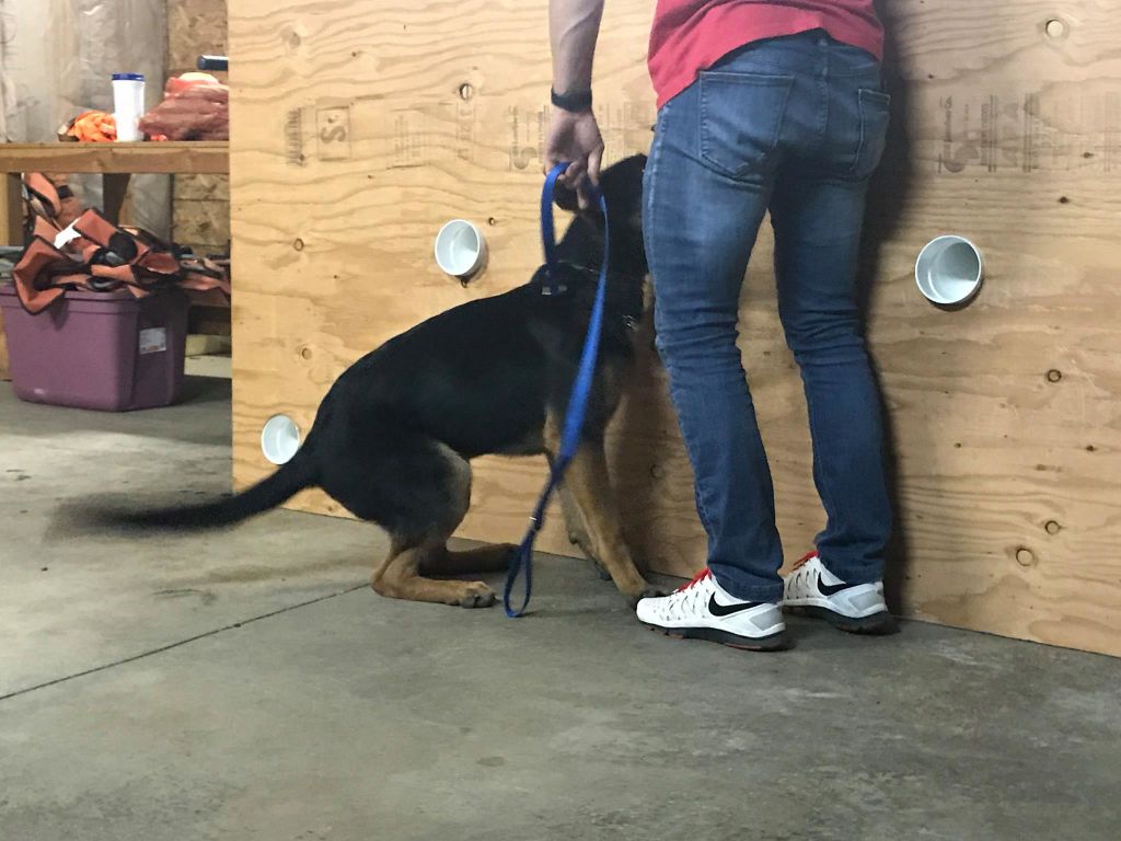  Scent training on the scent board 