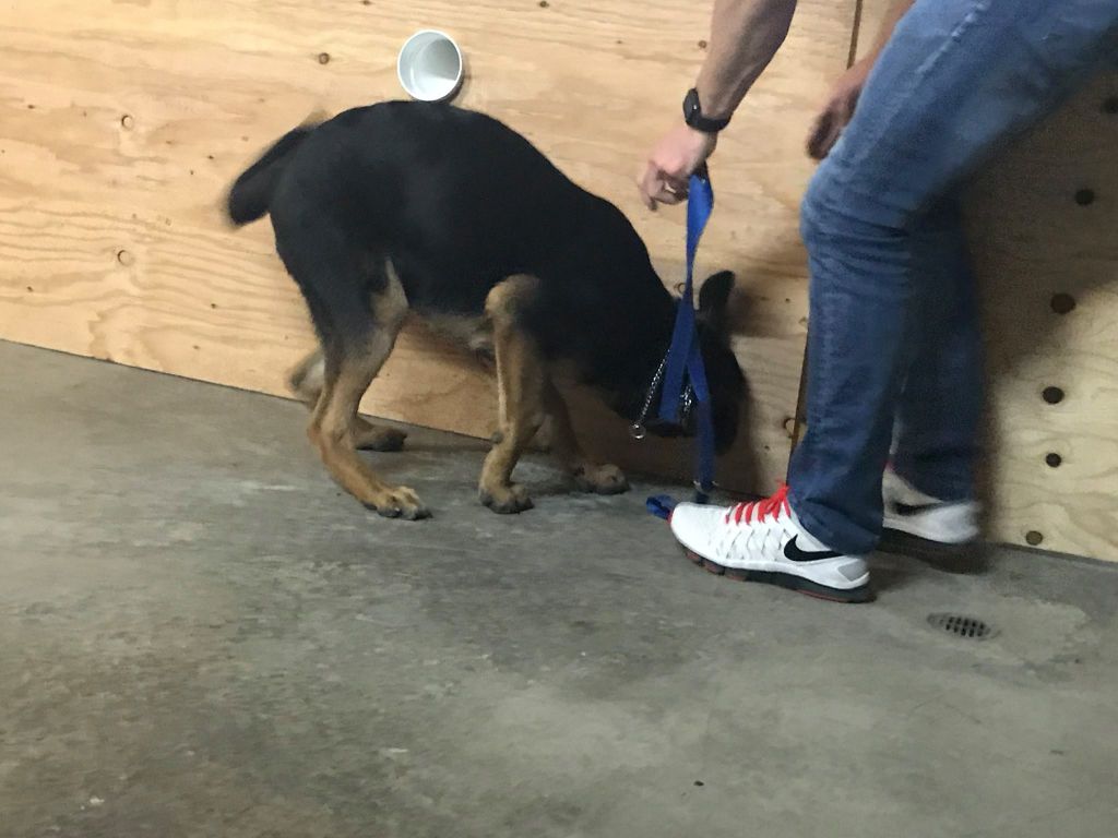  Scent board work at Pawsitive Canine Academy 