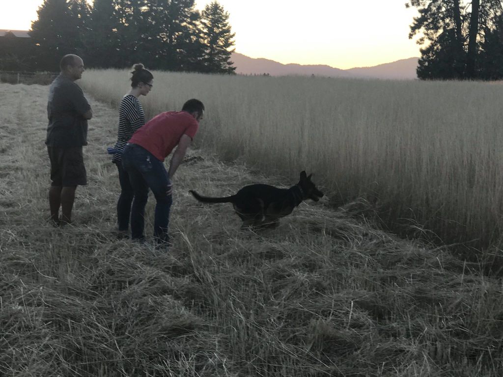  Hunt drive development at Pawsitive Canine Academy 