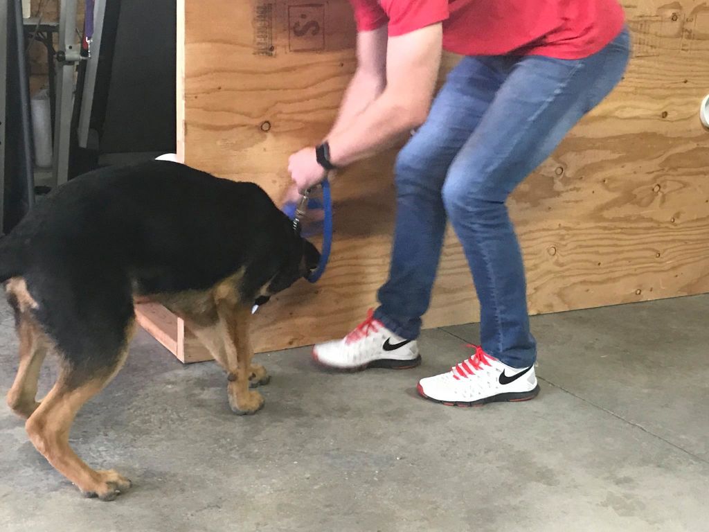  Scent board work with a young shepherd 