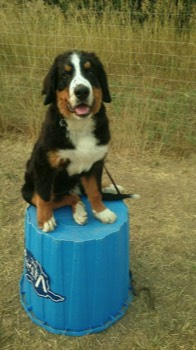  Bernese Mountain Dog training 