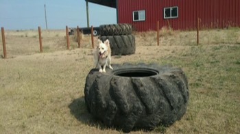  Dog on a tractor tire 