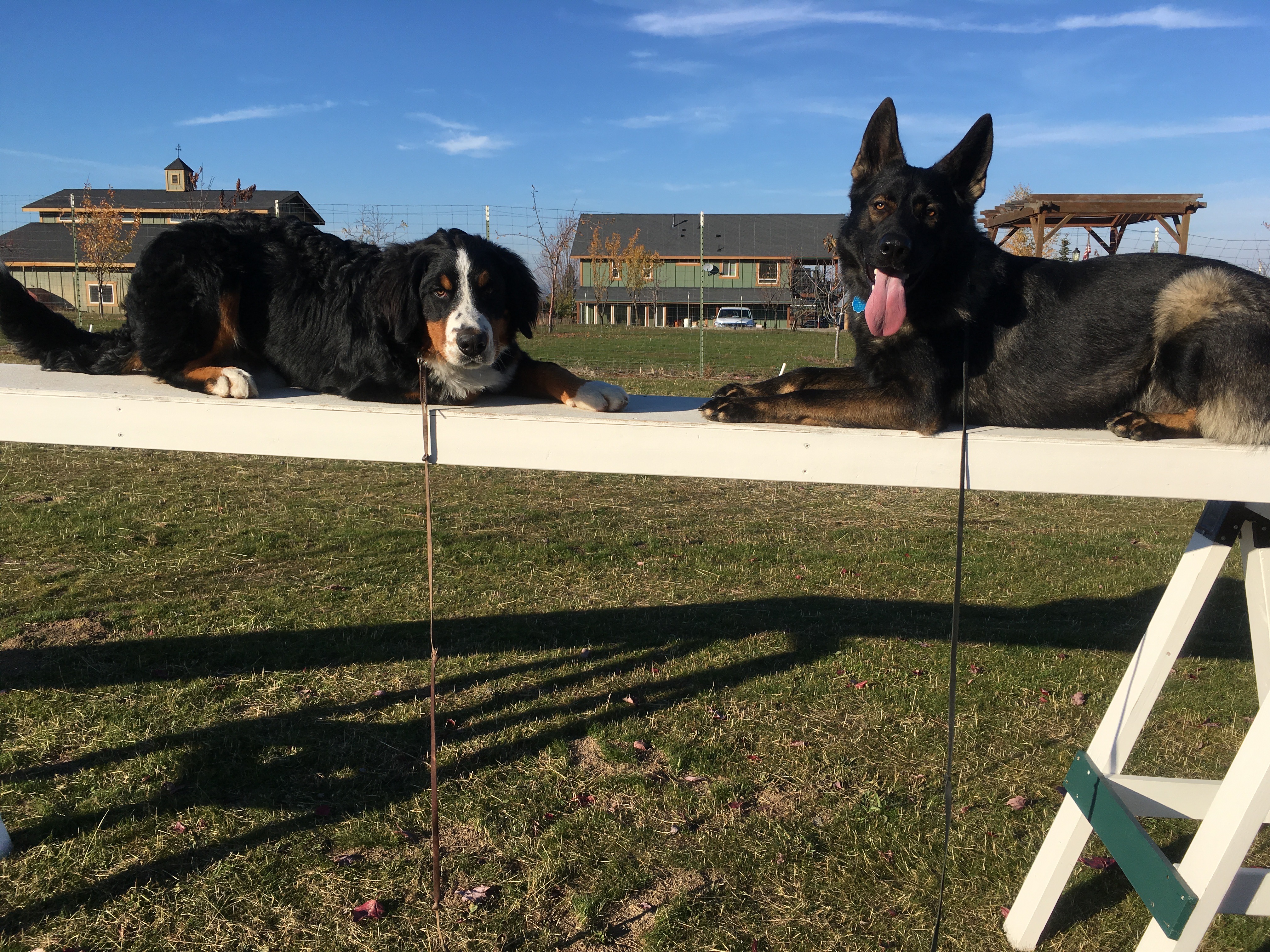  2 dogs hanging out on the high walk 