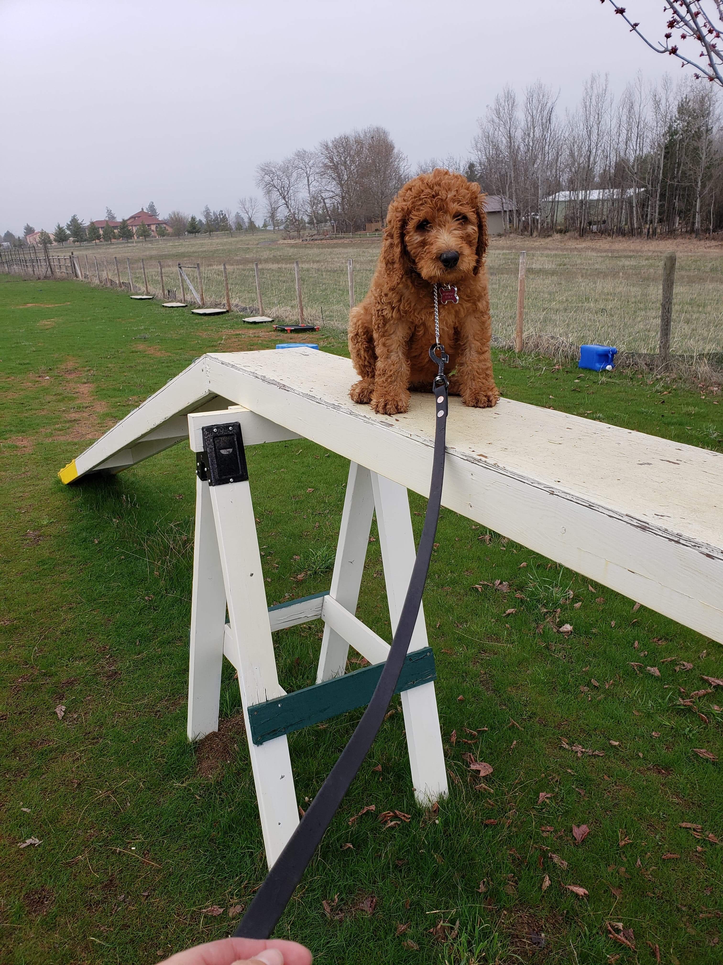  I maybe small, but I can do big things on the high walk 