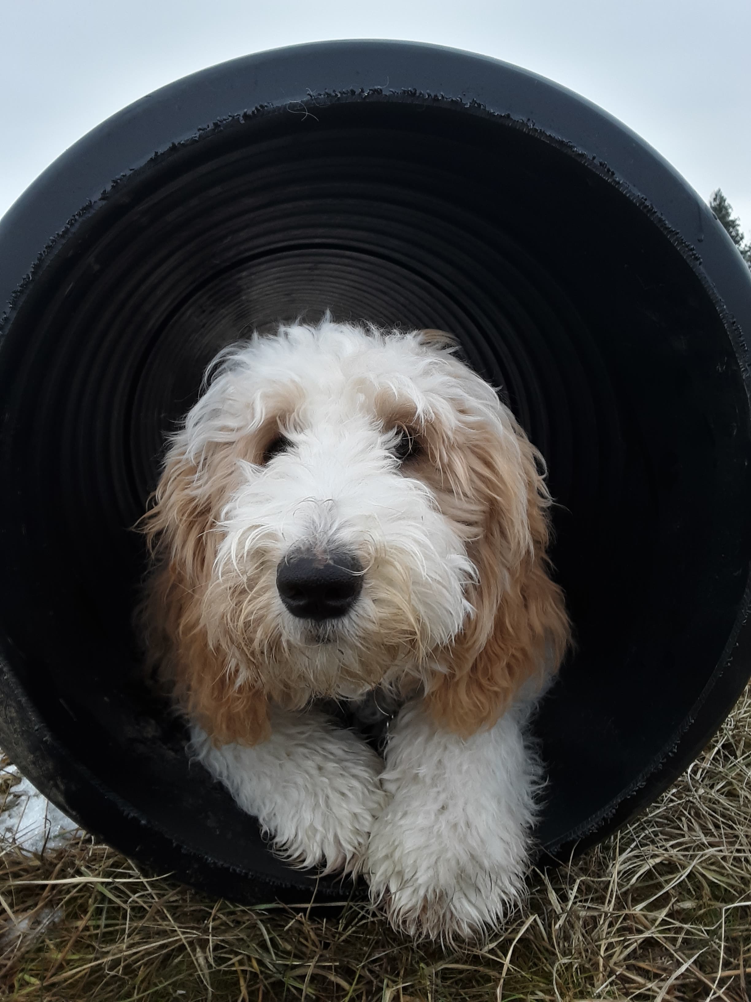  Canine in an agility pipe 