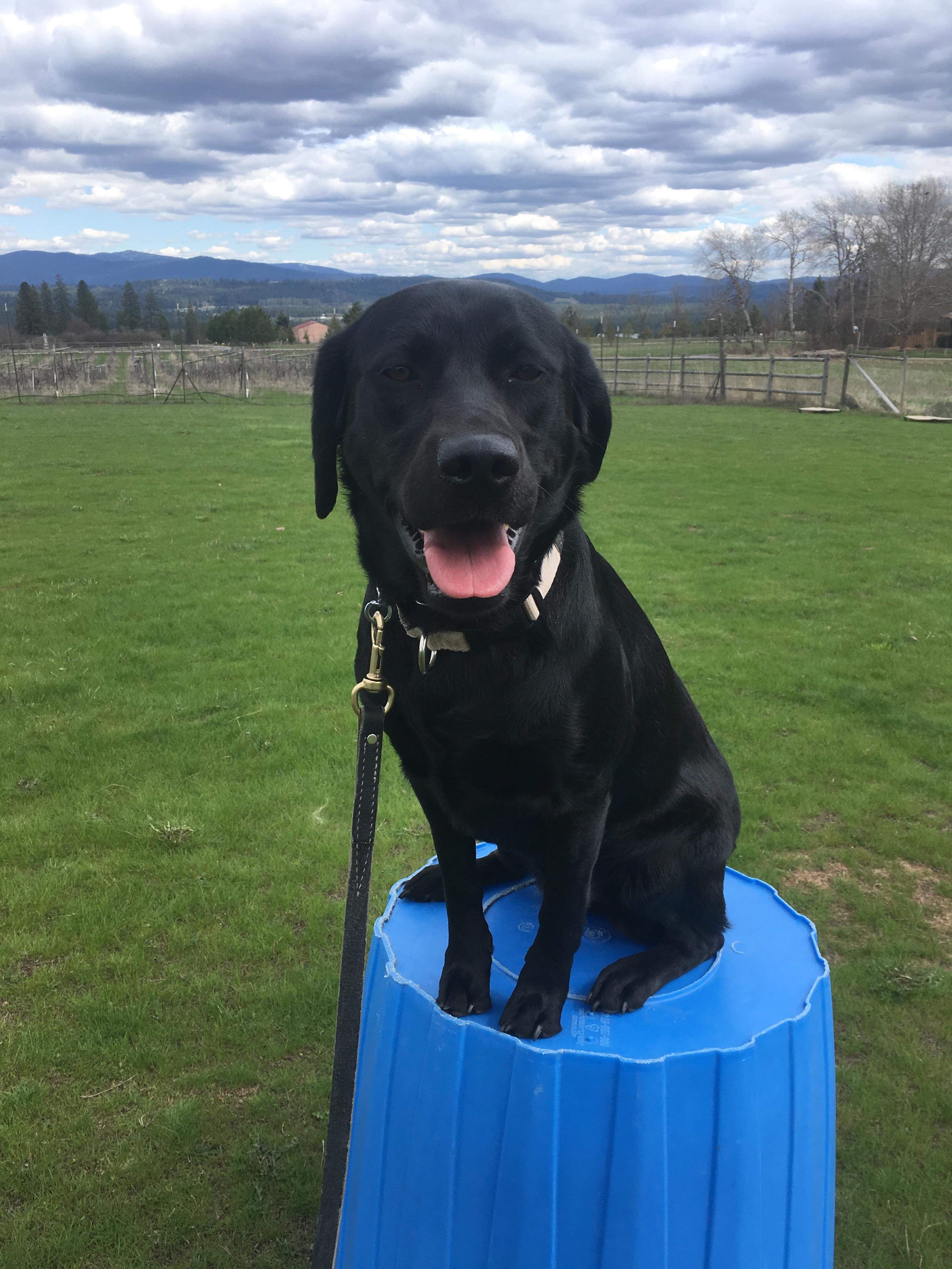  Dog sitting on small platform 