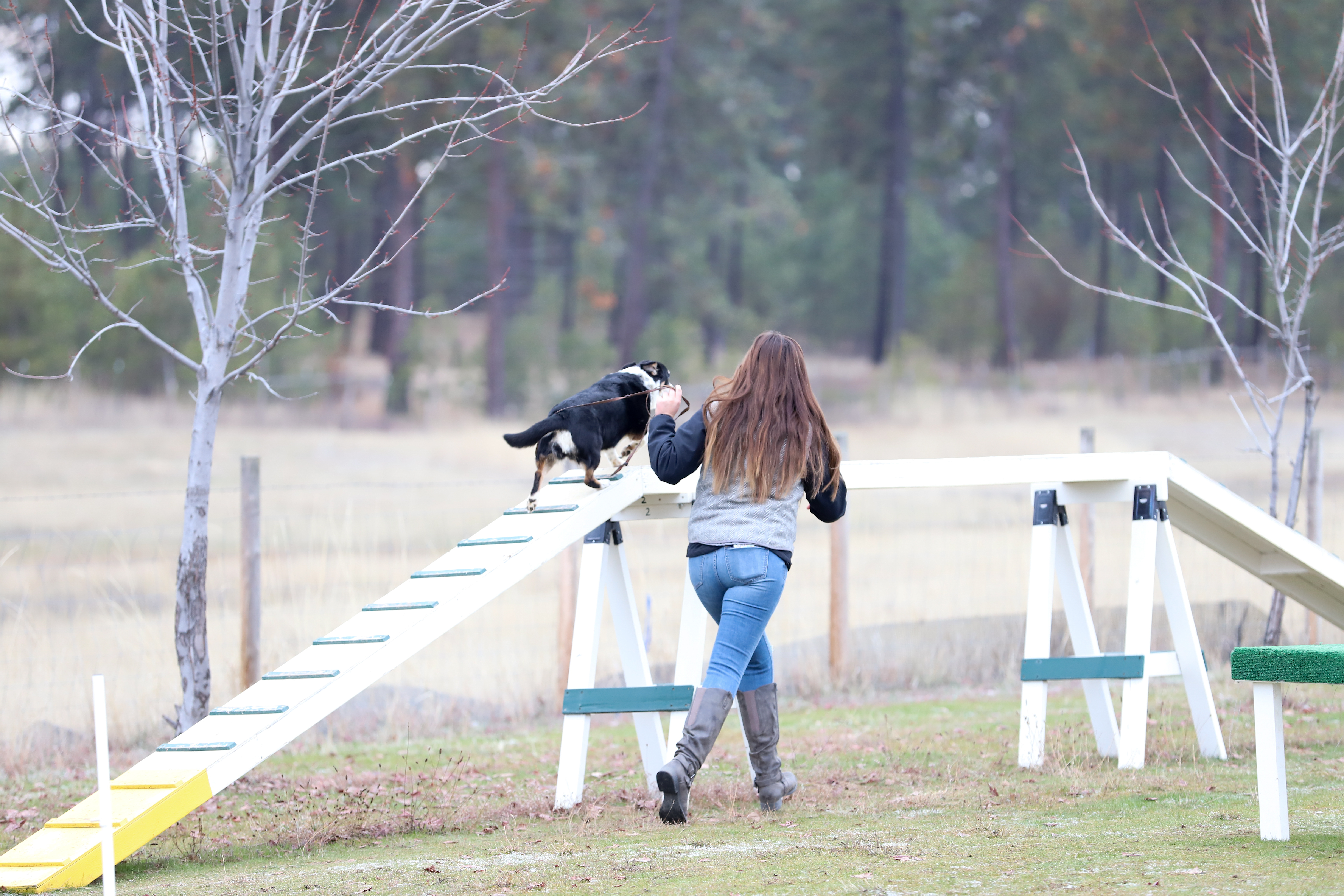  Small dog running on the agility equipment 