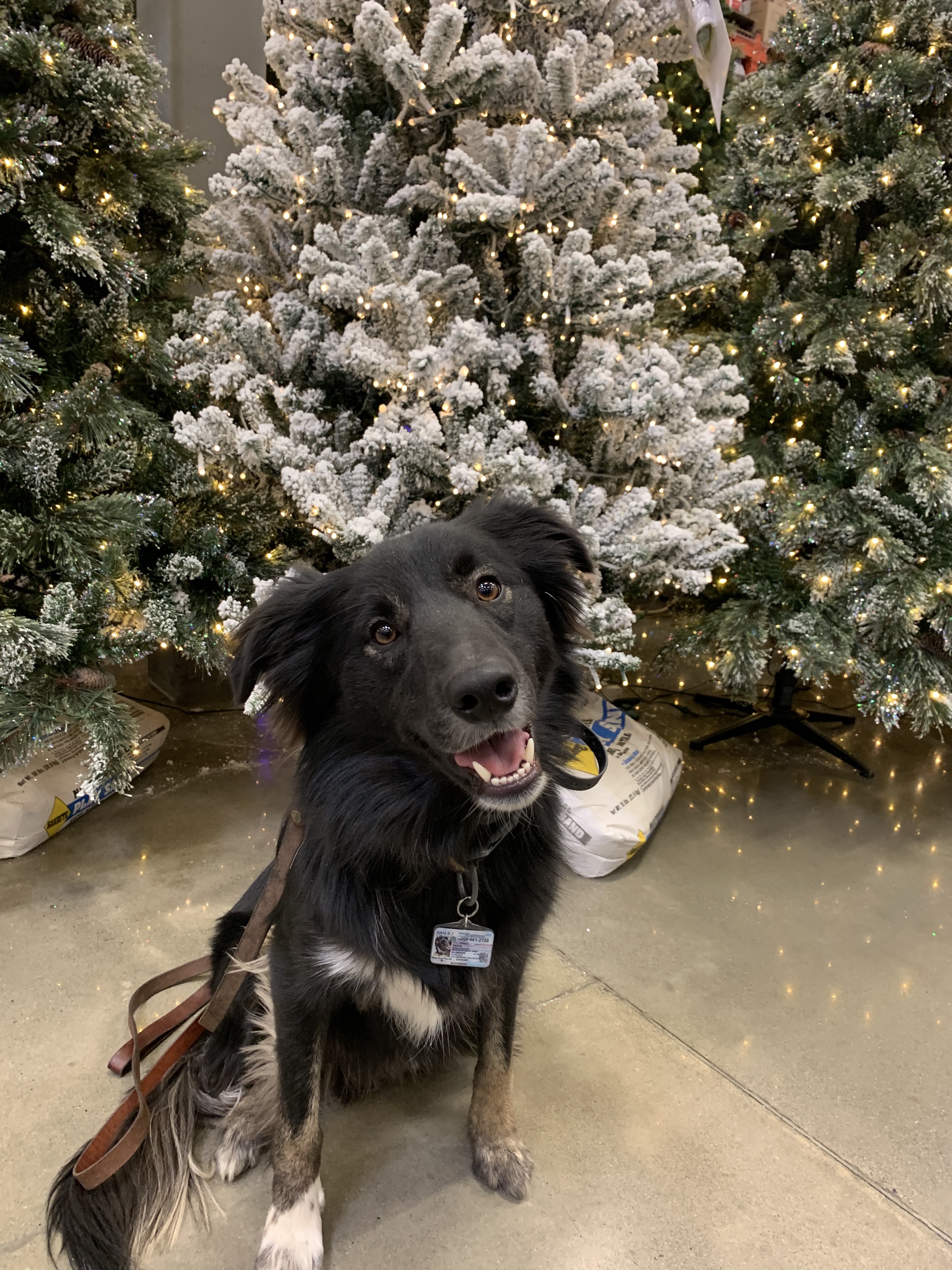  Dog working on obedience during a board and train 