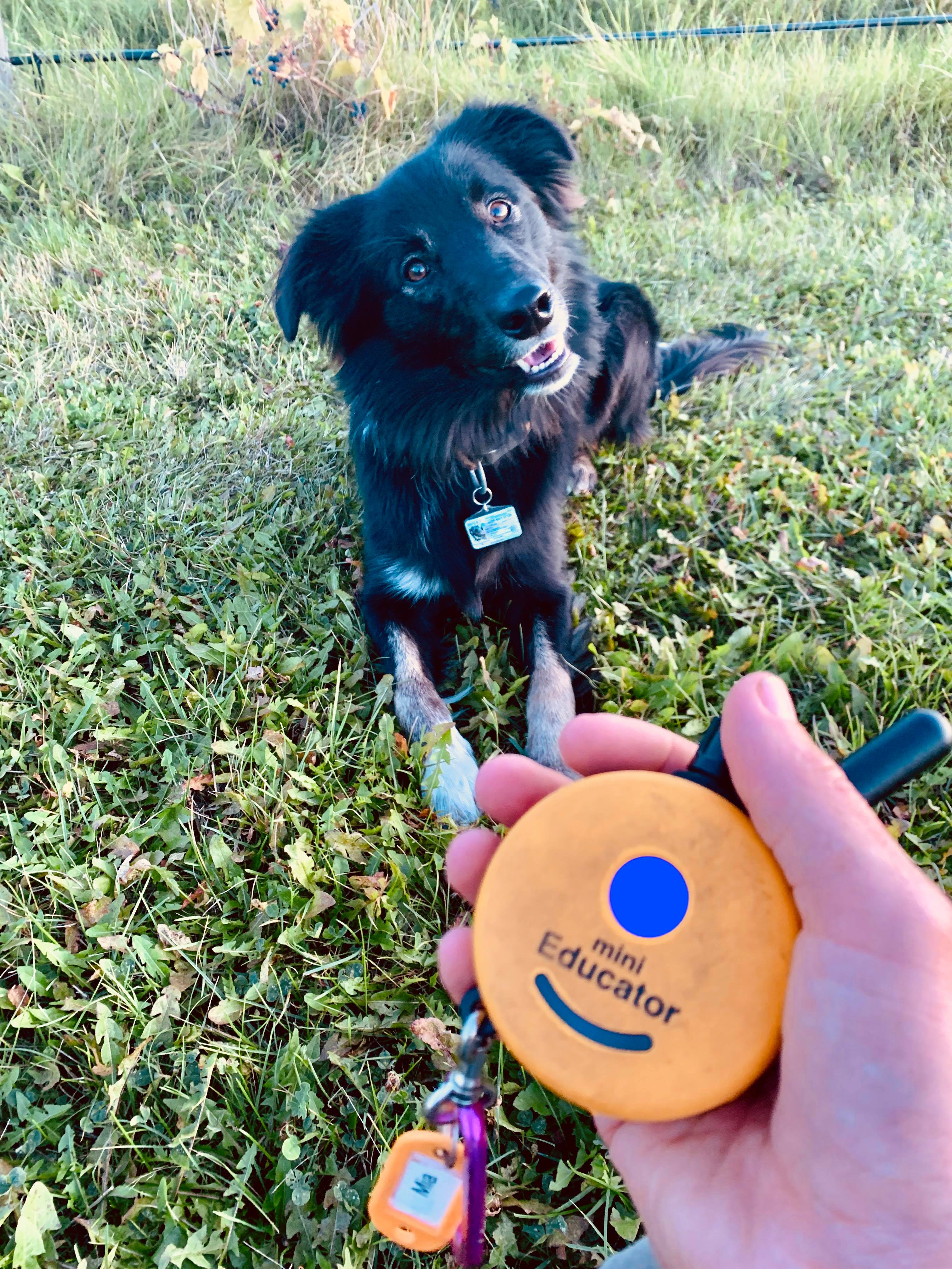  Off leash training during a board and train at Pawsitive Canine Academy 