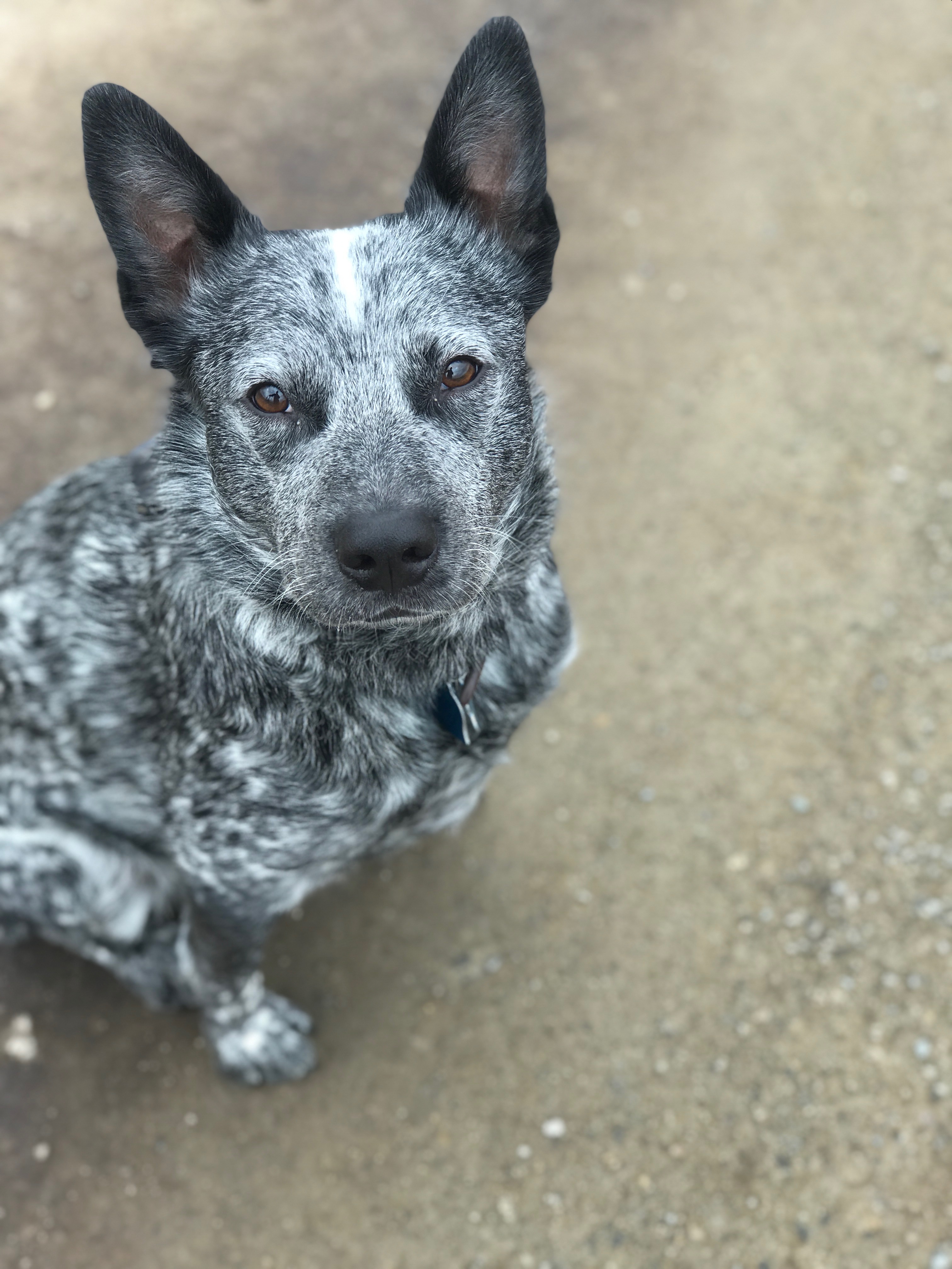  Board and train client at Pawsitive Canine Academy 