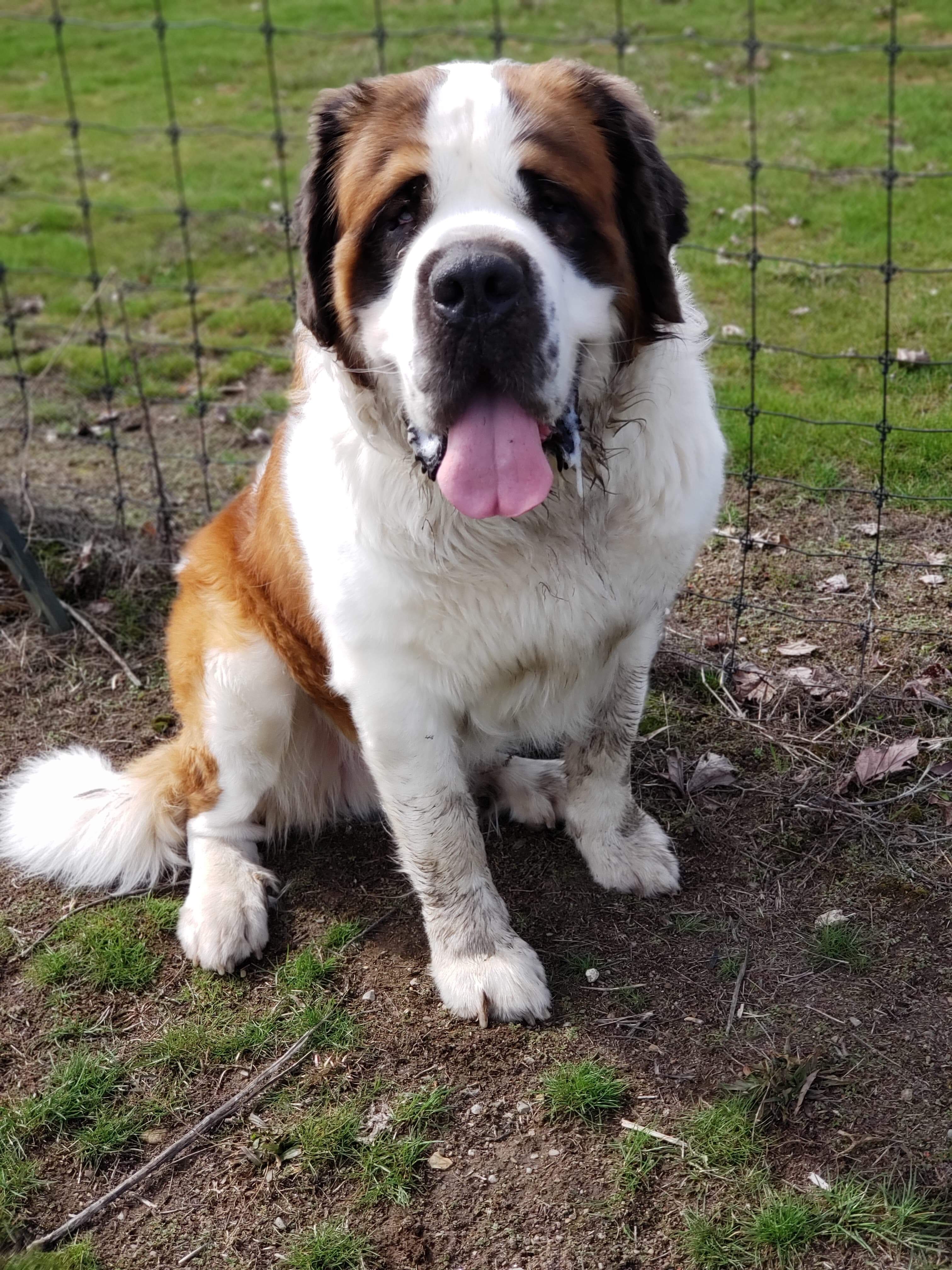  Boarding dog at Pawsitive Canine Academy 