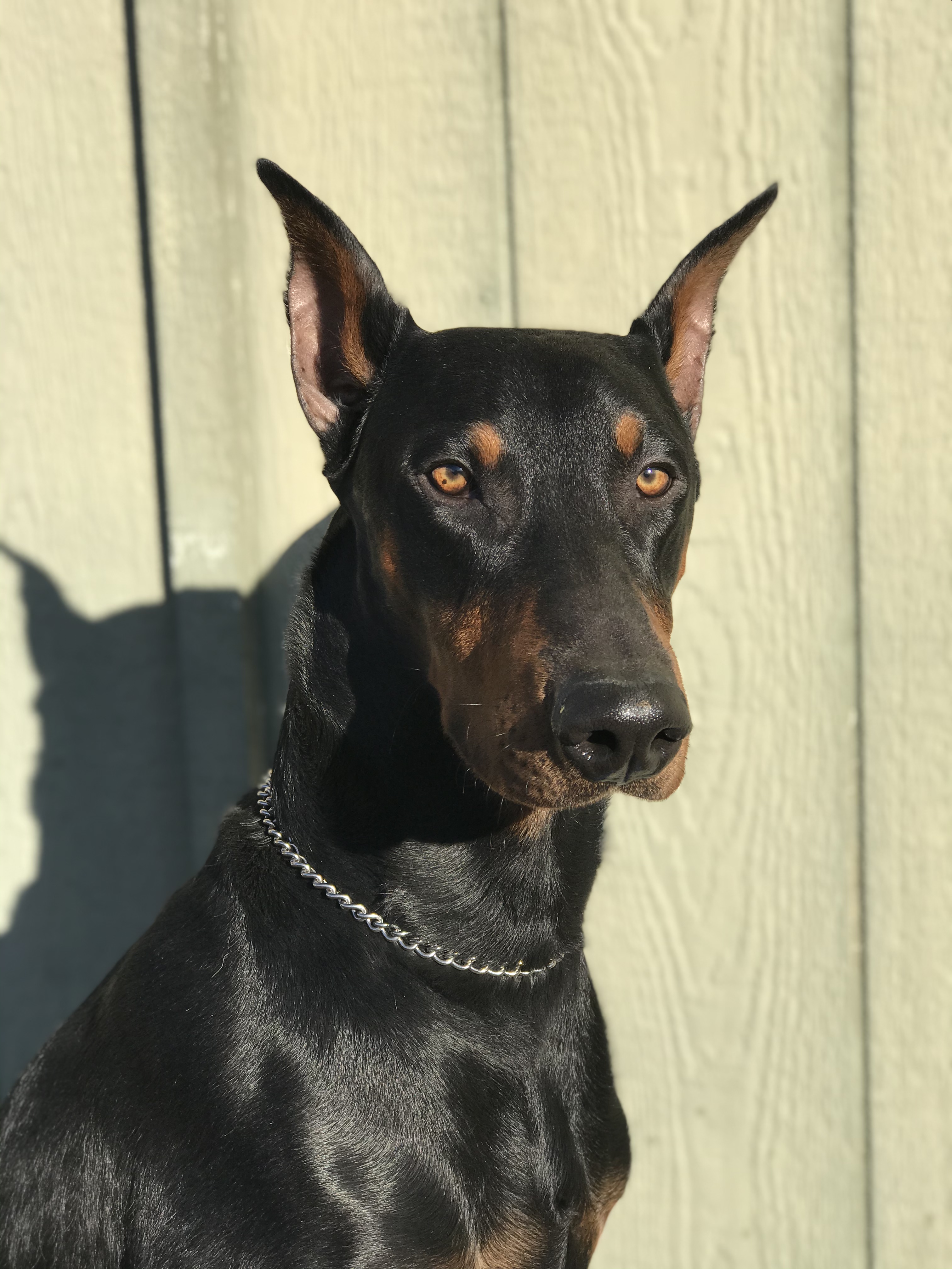  I like staying at Pawsitive Canine Academy; there is no question 