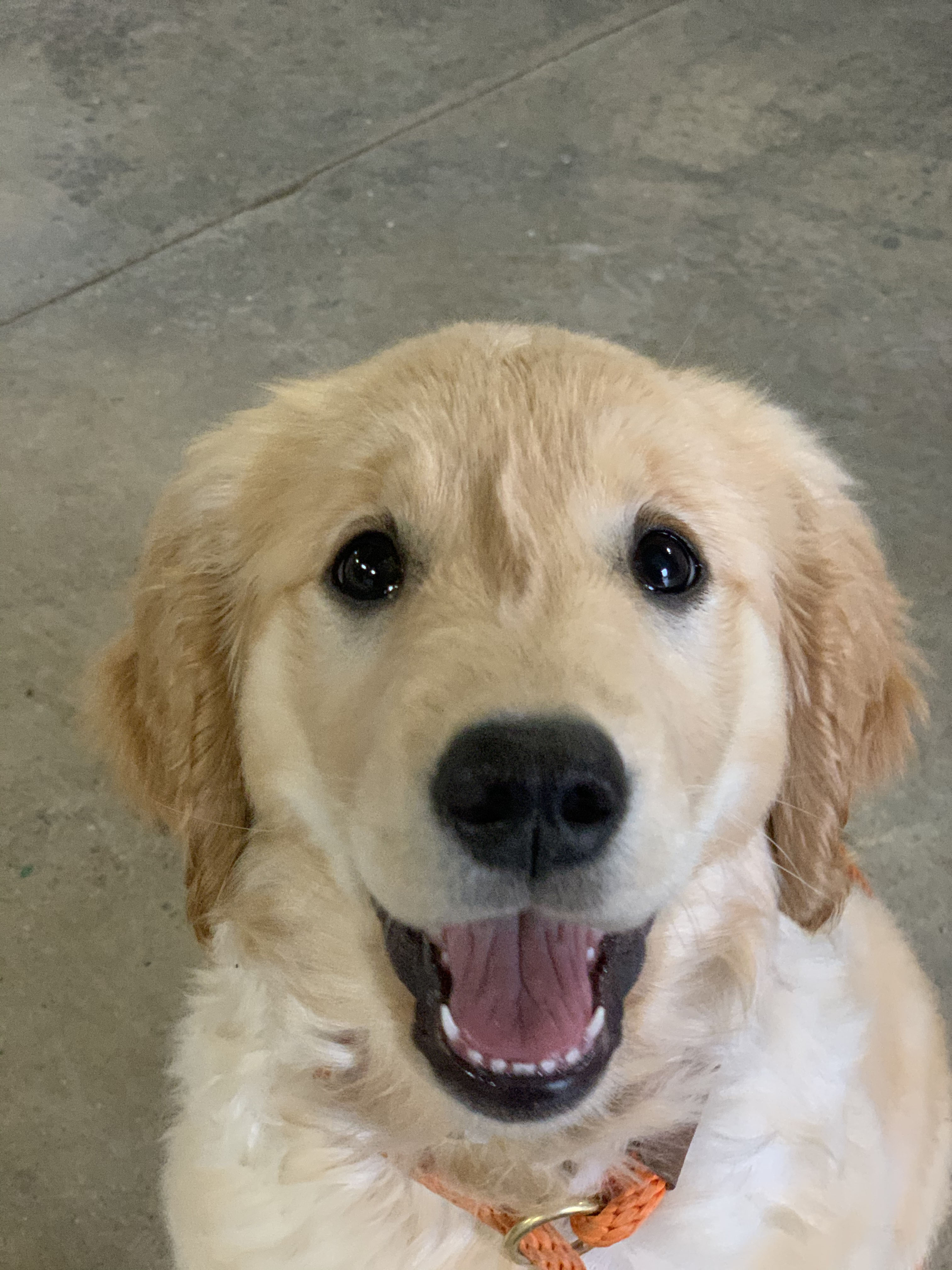  Pawsitive Canine Academy boards puppies too 