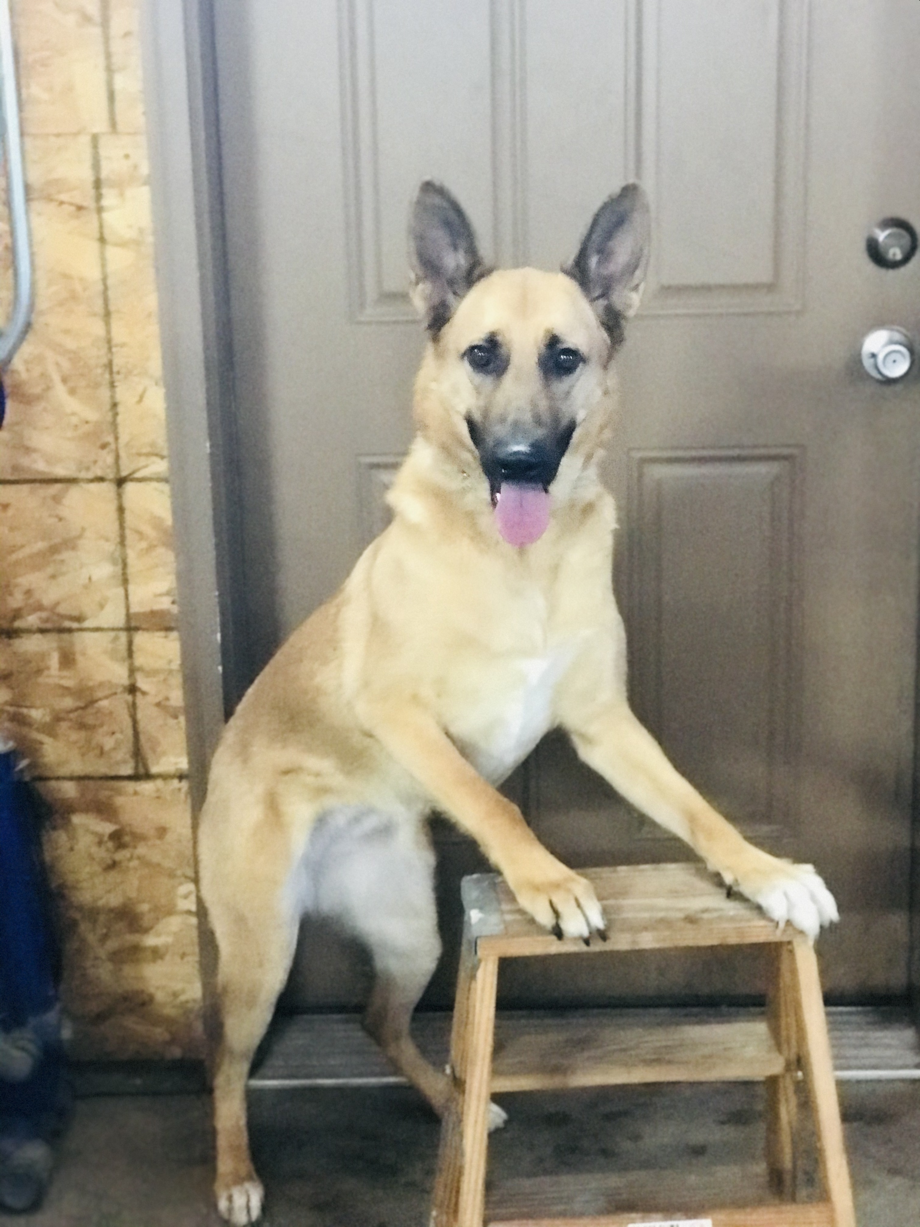 Dog training in our training bay 