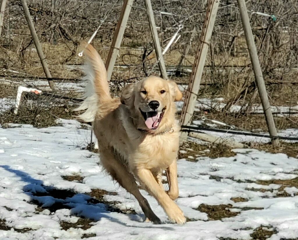  Dog having fun at day school 
