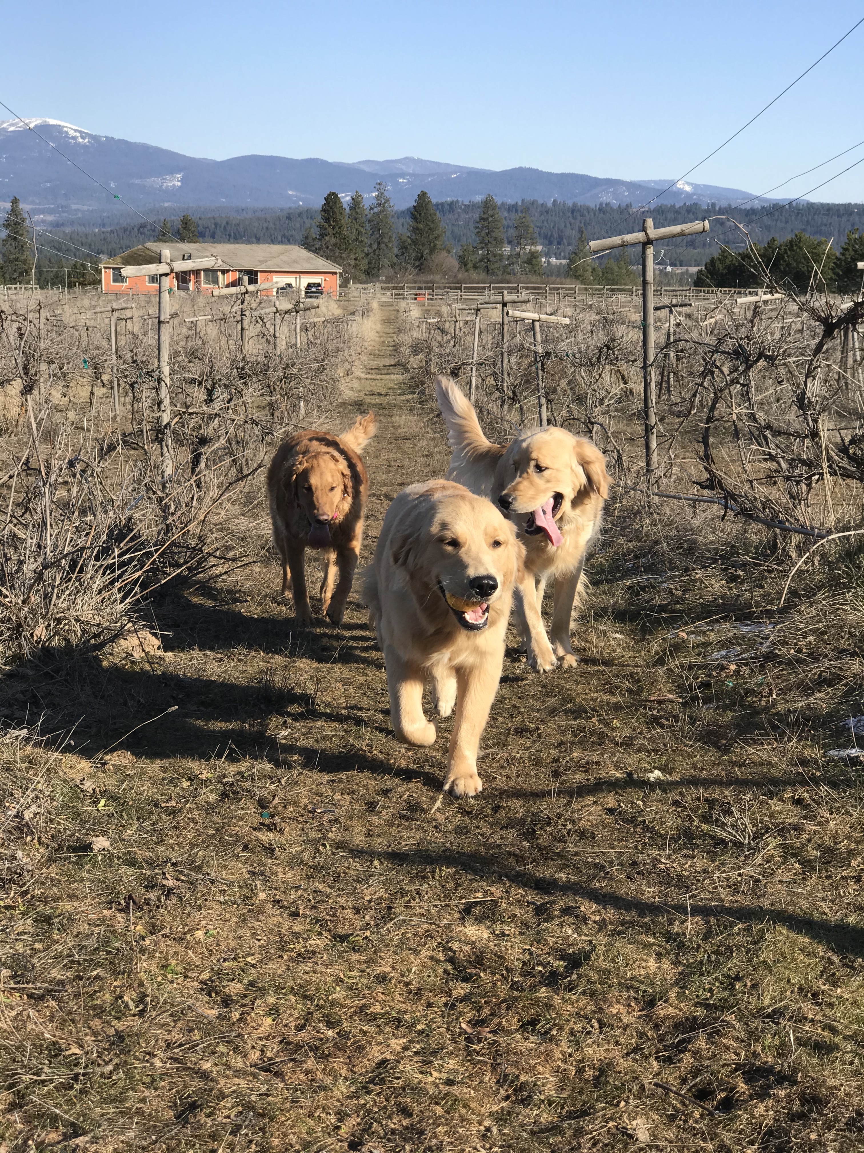  Dogs having fun in the vineyard during play time 
