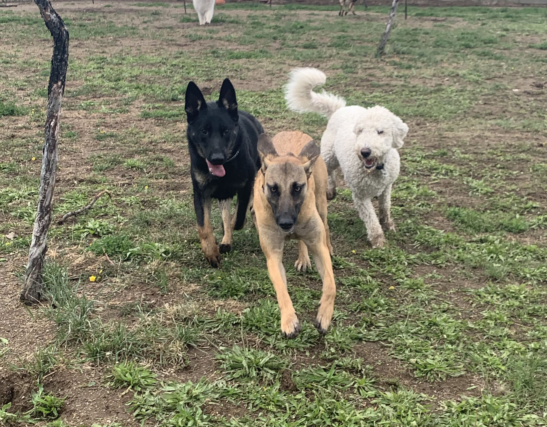  Three dogs playing in a social at day school 