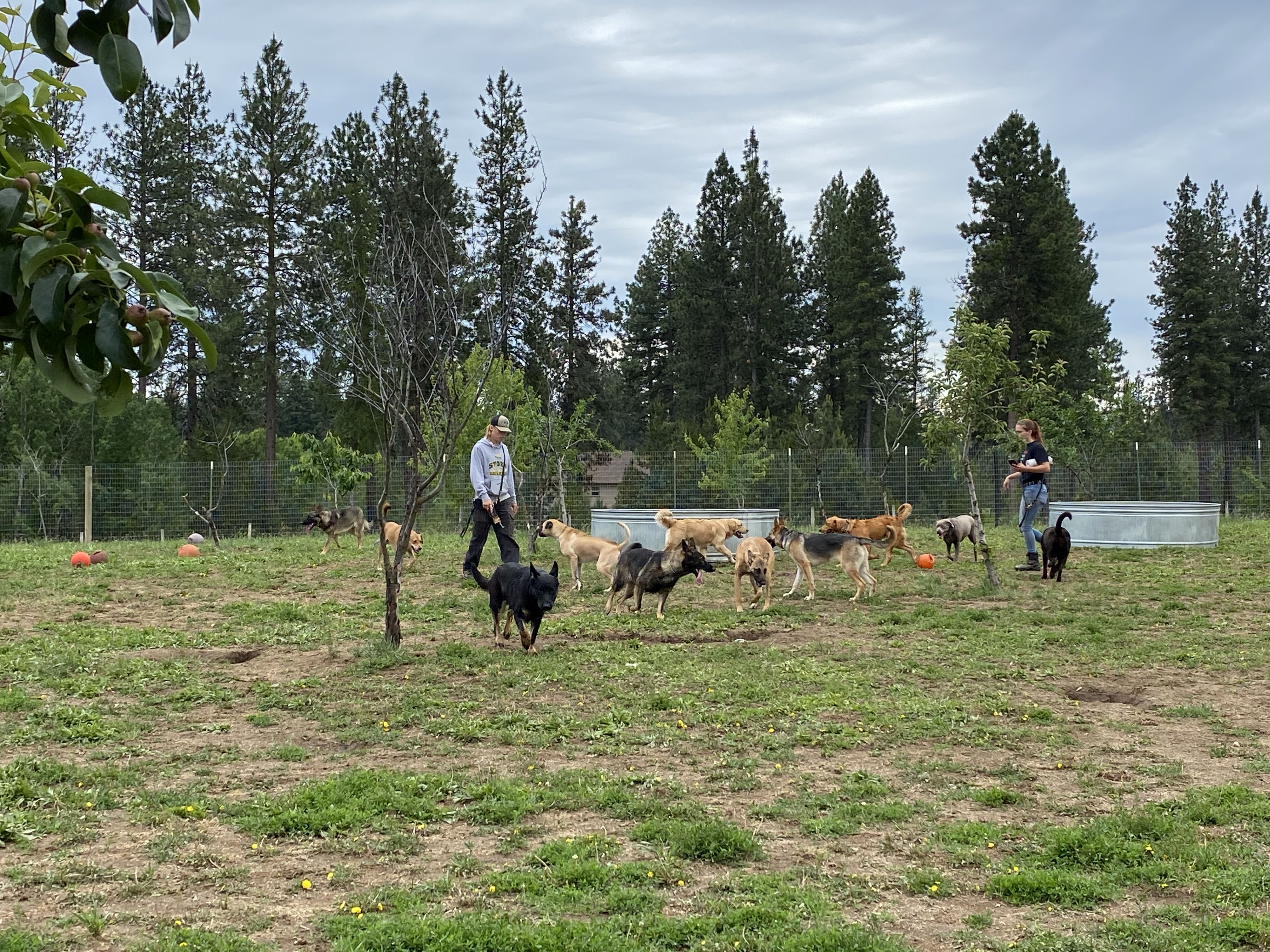  Social play time during day school at Pawsitive Canine Academy 