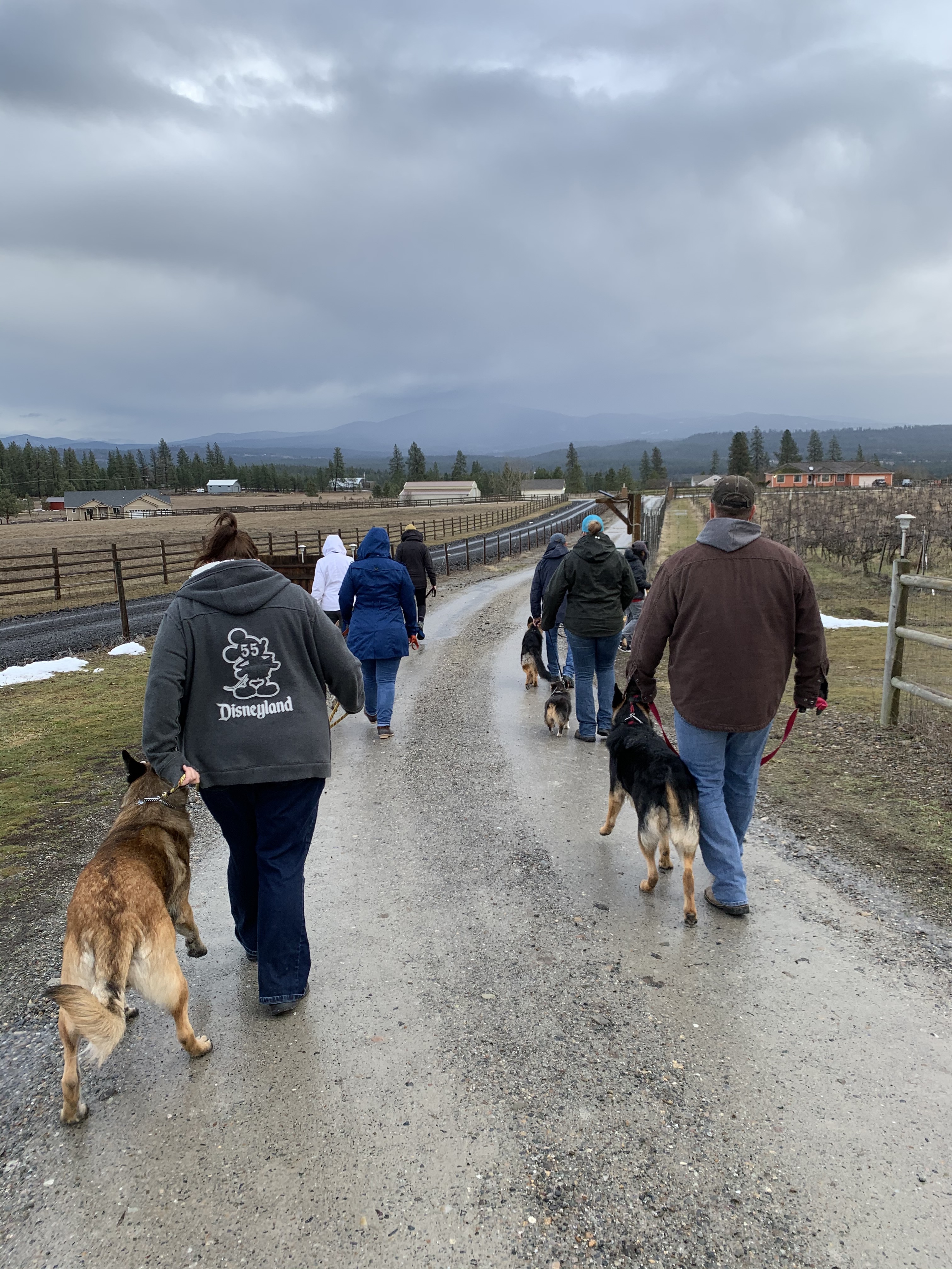  Group walk leaving Pawsitive Canine Academy 