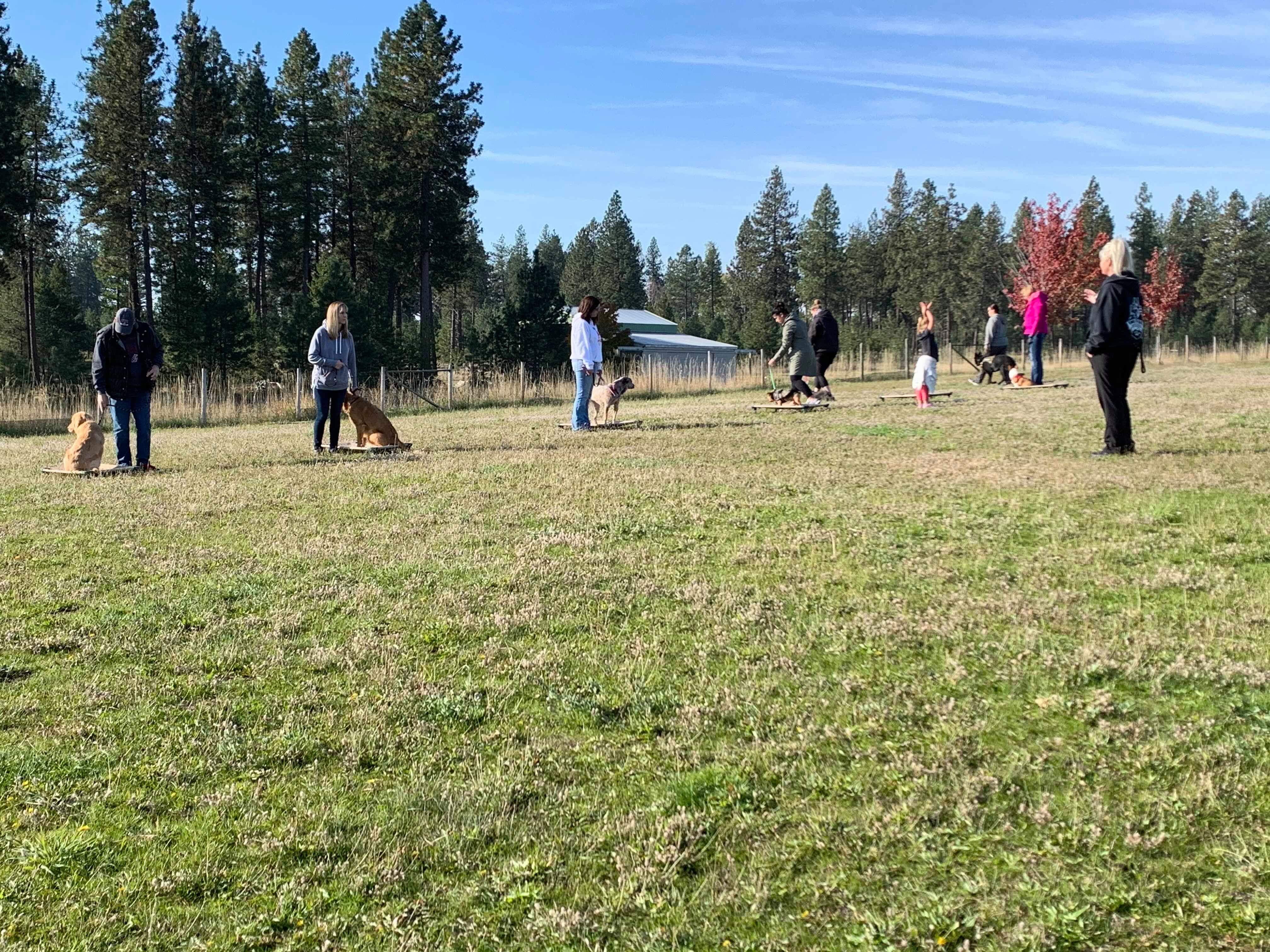  Group class at Pawsitive Canine Academy 
