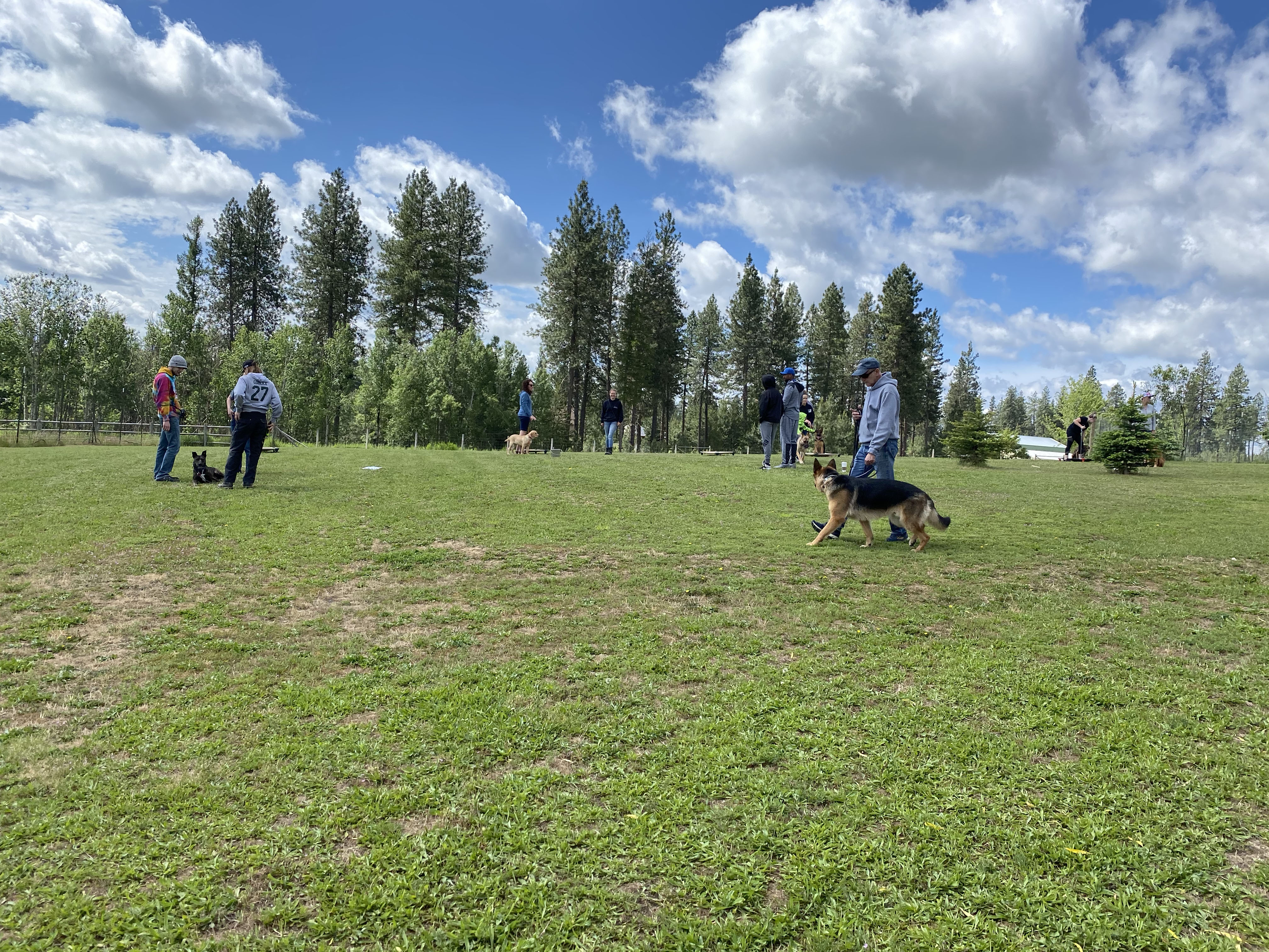  Obedience class at Pawsitive Canine Academy 