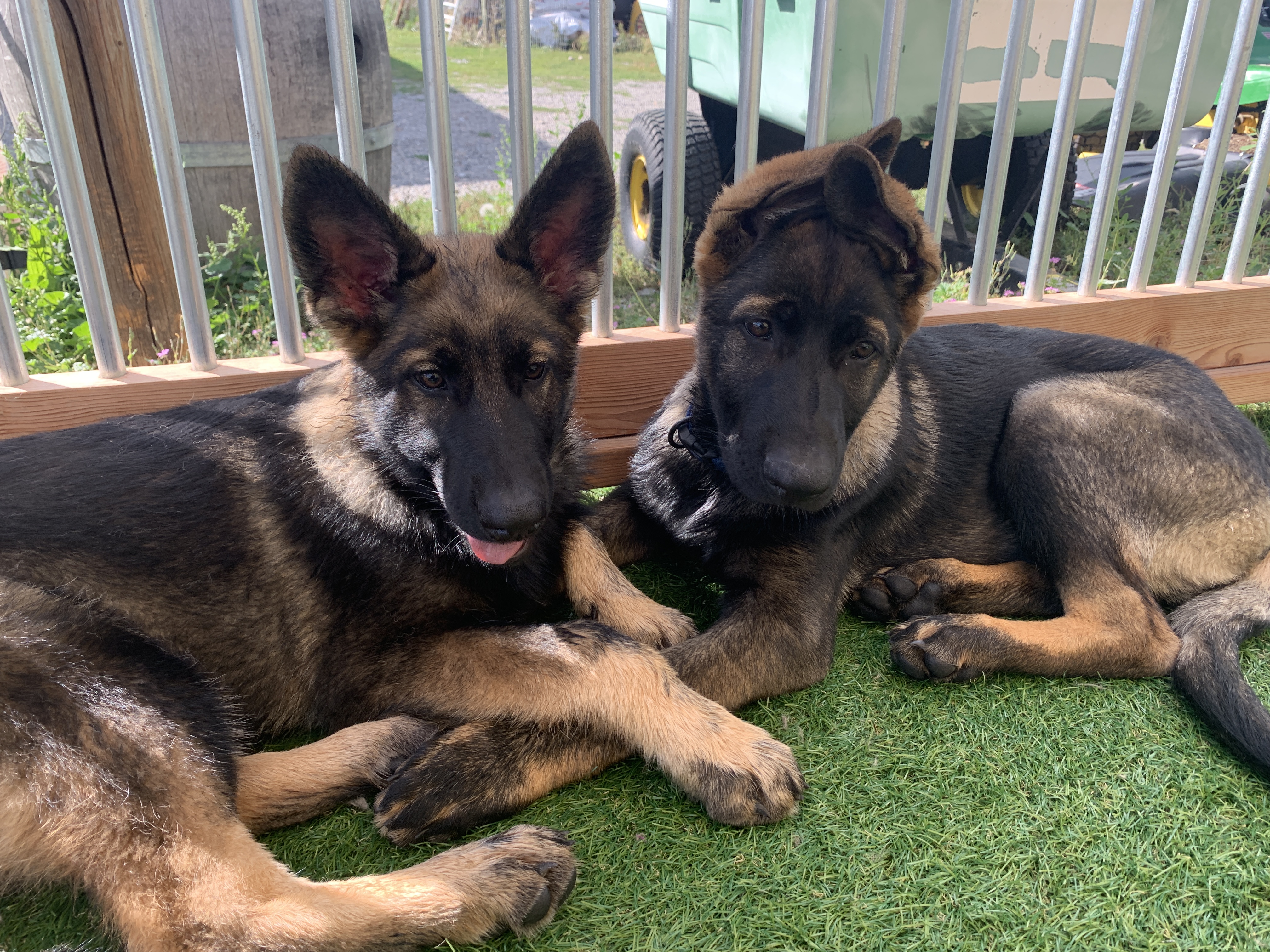  German Sheperd Puppies Resting 