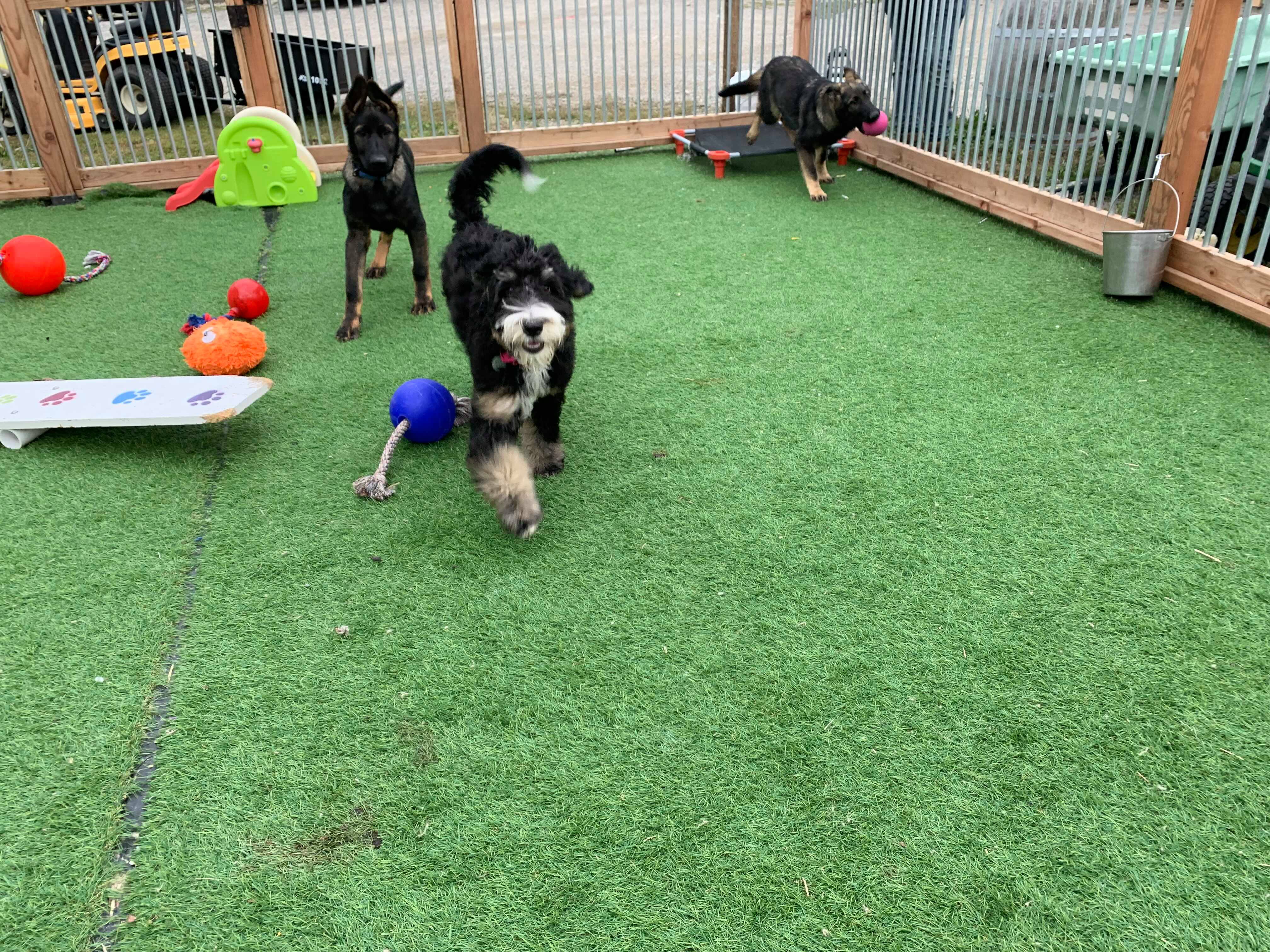  Puppy class in the puppy yard 