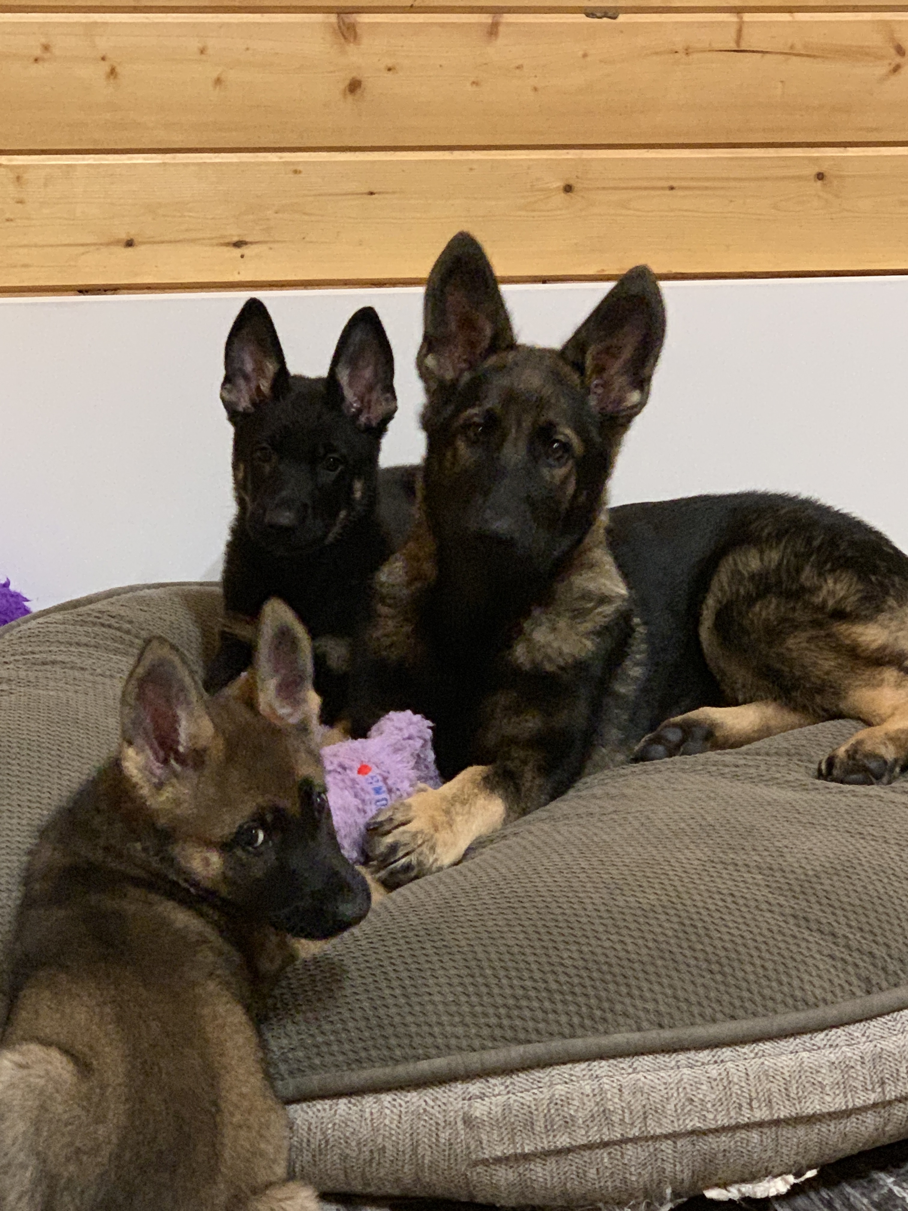  Three puppies growing up at Pawsitive Canine Academy 