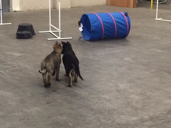  Two puppies exploring agility equipment at Pawsitive Canine Academy 