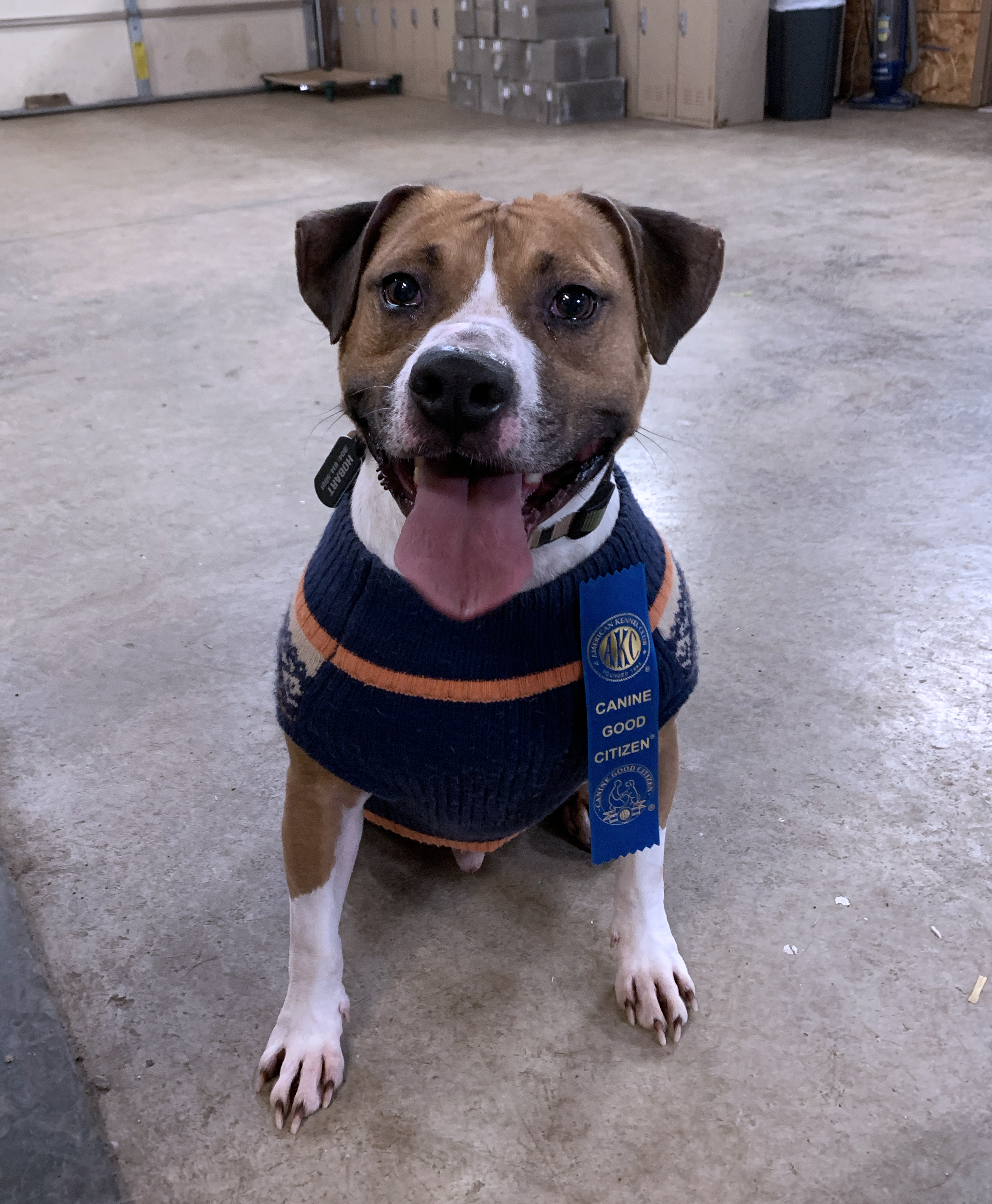  Worked on and earned Canine Good Citizen at Pawsitive Canine Academy 